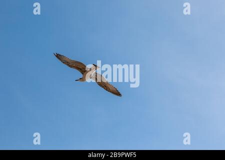 Unico gabbiano in volo in un cielo come sfondo Foto Stock