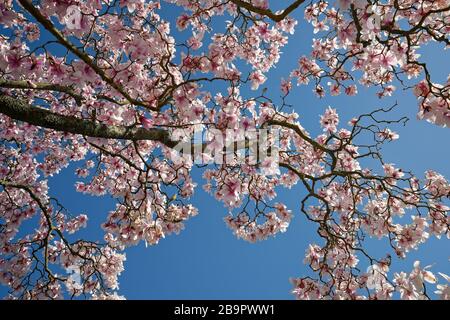 Guardando verso l'alto attraverso un albero di magnolia con un cielo blu oltre. Una bella giornata primaverile. Foto Stock