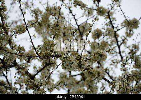 Prugna selvatica in fiore i rami densamente ricoperti da piccoli fiori bianchi in primavera Foto Stock