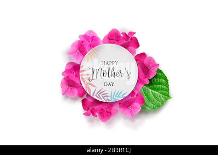 Hydrangea fiore disegno modificabile Foto Stock