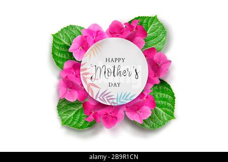 Hydrangea fiore disegno modificabile Foto Stock