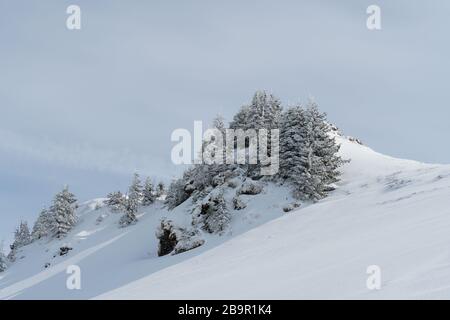 Piste ALP coperte di neve e di alcuni alberi di conifere nella stazione sciistica di Hoch Ybrig in Svizzera. Foto Stock