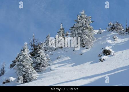 Piste ALP coperte di neve e di alcuni alberi di conifere nella stazione sciistica di Hoch Ybrig in Svizzera in una giornata di sole inverno. Foto Stock