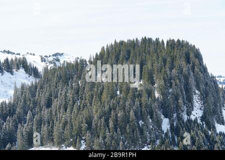 Piste ALP coperte di conifere nella stazione sciistica di Hoch Ybrig in Svizzera. I rami di sono leggermente coperti di neve. Foto Stock