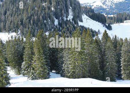 Piste ALP coperte di conifere nella stazione sciistica di Hoch Ybrig in Svizzera. Anche i rami di sono leggermente coperti di neve. Foto Stock