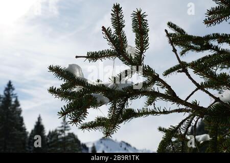 Un ramo di un albero di conifere con icicles appesi da esso così come fili di muschio vicino con cielo e montagne sullo sfondo. Foto Stock