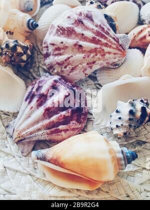 Conchiglie come sfondo estivo costiero, natura e concetto di viaggio Foto Stock