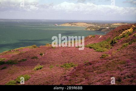 Headon Warren, Isle of Wight, Inghilterra, Regno Unito, guardando ad est verso Hurst Narrows, Fort Albert, Totland Bay e Warden Point: heather in piena fioritura. Fotografia su pellicola Foto Stock