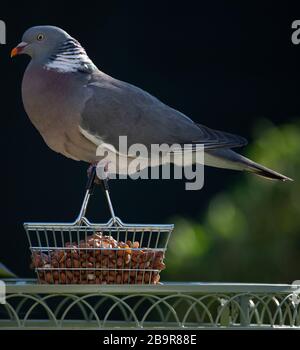 Londra, Regno Unito. 25 marzo 2020. I Pigeon di legno alimentano da un cestino pieno del supermercato delle arachidi in un giardino suburbano. Credito: Malcolm Park/Alamy. Foto Stock