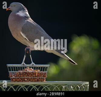 Londra, Regno Unito. 25 marzo 2020. I Pigeon di legno alimentano da un cestino pieno del supermercato delle arachidi in un giardino suburbano. Credito: Malcolm Park/Alamy. Foto Stock