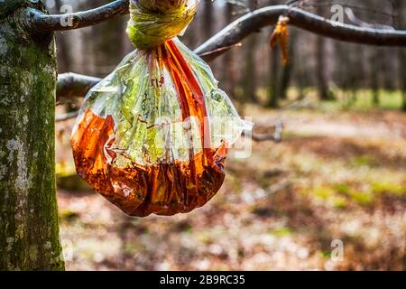 sacchetto di plastica con cibo marcio su un ramo nella foresta Foto Stock