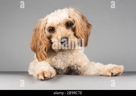 Cucciolo di Cavapoo maschile fotografato nel Regno Unito. Foto Stock