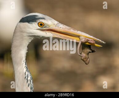 grande airone blu con topo bagnato morto in becco, zoo animale Foto Stock