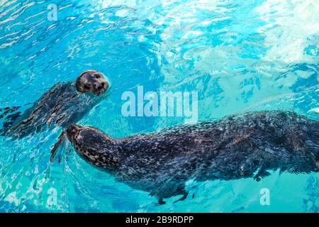 due guarnizioni giocano nell'acqua Foto Stock