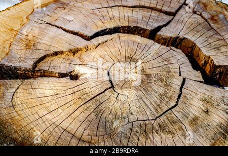 Ceppo di melo in legno, vista ravvicinata Foto Stock