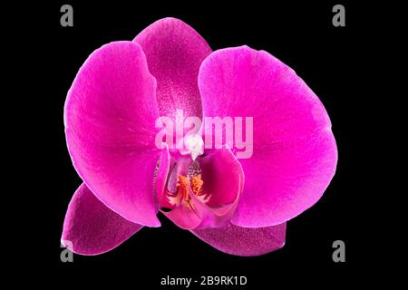 Estremo primo piano di phalaenopsis viola o di Moth orchidea da isolato su nero Foto Stock