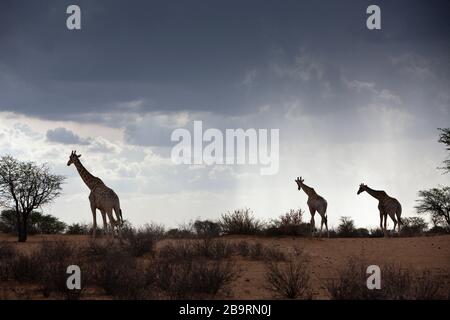 Giraffa angolana nel deserto di Kalahari, giraffa angolensis, bacino di Kalahari, Namibia Foto Stock