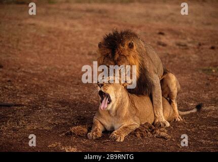 Accoppiamento Lions africani Foto Stock