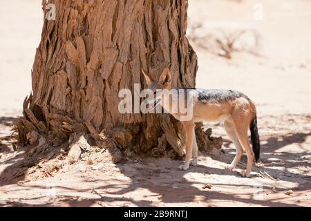 Jackal a dorso nero, Lupulella mesomelas, Namib Naukluft Park, Namibia Foto Stock