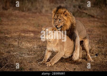 Accoppiamento Lions africani Foto Stock