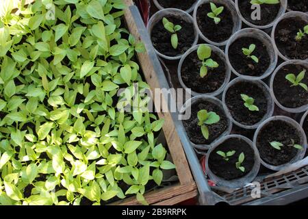 Piantine di pepe e di melanzane nei contenitori. Giovani piante verdi nel balcone orto. Vista dall'alto. Sfondo primavera naturale Foto Stock