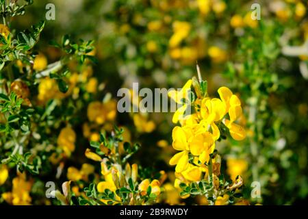 Fiori gialli fioriti di Coronilla Coronata L. Foto Stock