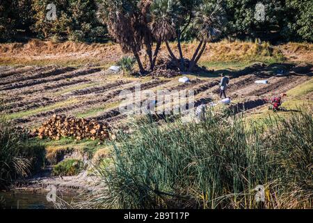 Paesaggio lungo il fiume Nilo in Egitto. Agricoltura sulle rive del nilo. Poveri che lavorano sugli acri e campi ogni giorno. Vita quotidiana in egitto. Foto Stock