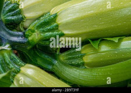 Frutti fioriti e maturi di zucchine in orto - fuoco selettivo, spazio copia Foto Stock