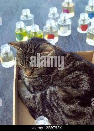 Gatto addormentato in una scatola Foto Stock