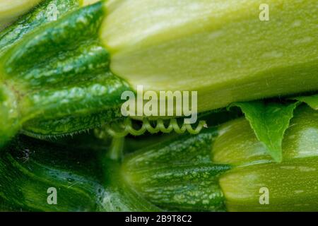 Frutti fioriti e maturi di zucchine in orto - fuoco selettivo, spazio copia Foto Stock