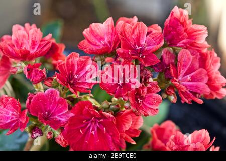 Lewisia ‘Safira Red’ Foto Stock