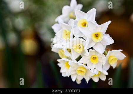 Narcissus 'Silver carillon' Foto Stock
