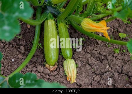 Frutti fioriti e maturi di zucchine in orto - fuoco selettivo, spazio copia Foto Stock