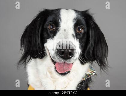 Sprollie (Border Collie & springer spaniel cross) nel Regno Unito. Foto Stock