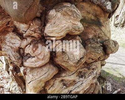 Un antico albero di castagno dolce nei terreni di Felbrigg Hall, Norfolk, UK. Foto Stock