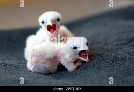 Baby Leggar falcons al Centro Internazionale per gli Uccelli di Prey a Newent, dopo che il primo Ministro Boris Johnson ha messo il Regno Unito in blocco per contribuire a frenare la diffusione del coronavirus. Foto Stock