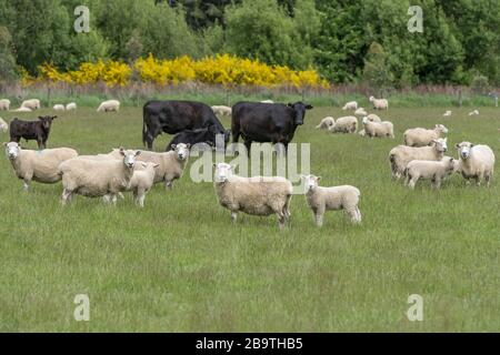 Agnelli, mucche e pecore si riversano in verde campagna, sparato in luce brillante primavera vicino Eyre Creek, Southland, South Island, Nuova Zelanda Foto Stock
