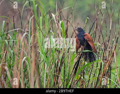 Grande Coucal in erba nel Parco Nazionale di Kaziranga, Assam, India Foto Stock