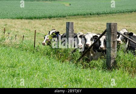 Un gregge di mucche in piedi in un campo insieme Foto Stock