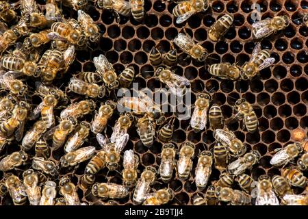 La regina ape caldo - fuoco selettivo Foto Stock