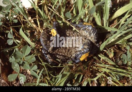 Reazione aposematica nel toad giallo appenninico, Bombina pachypus Foto Stock