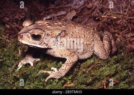 Comune Asiatico o nero-spinato toad, Duttaphrynus melanostictus Foto Stock