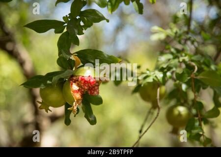 Melograni che crescono su un albero, uno spaccato aperto mostrando i semi all'interno, Jerez, Andalusia, Spagna Foto Stock