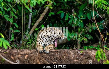 Jaguar si trova a terra tra la giungla e gli albori. Primo piano. Sud America. Brasile. Parco Nazionale Pantanal. Foto Stock