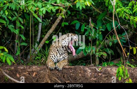 Jaguar si trova a terra tra la giungla e gli albori. Primo piano. Sud America. Brasile. Parco Nazionale Pantanal. Foto Stock