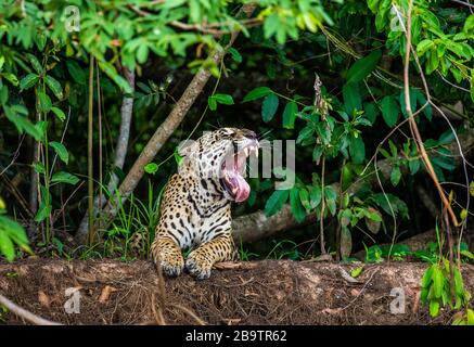 Jaguar si trova a terra tra la giungla e gli albori. Primo piano. Sud America. Brasile. Parco Nazionale Pantanal. Foto Stock