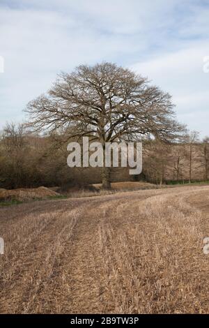 Wilcote, Oxfordshire, UK 03 21 2020 una scena rurale in Wilcote West Oxfordshire, UK Foto Stock