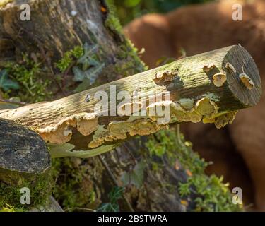licheni su legno morto Foto Stock