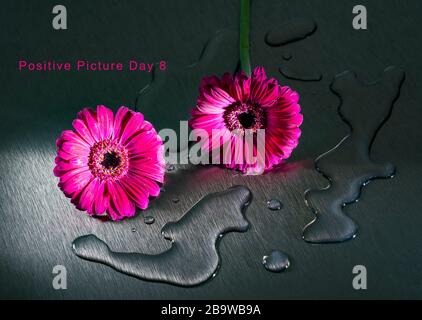Due fiori di Gerbera rosa ancora vita studio con gocce d'acqua fuori le piscine di acqua petali su un foglio di acciaio grigio Foto Stock