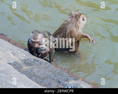 Macaque indiano (Macaca leonina). Un gruppo di macachi e i loro cuccioli stanno giocando in acqua nella zona del Tempio di Angor Wat, Cambogia. Foto Stock